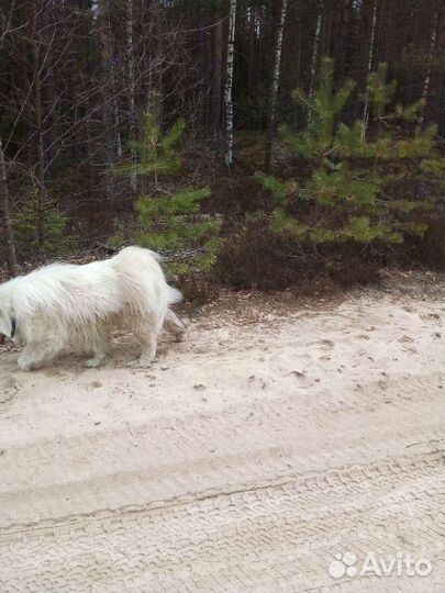 Собака.вязка