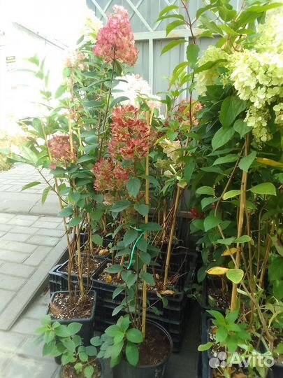 Гортензия саженцы