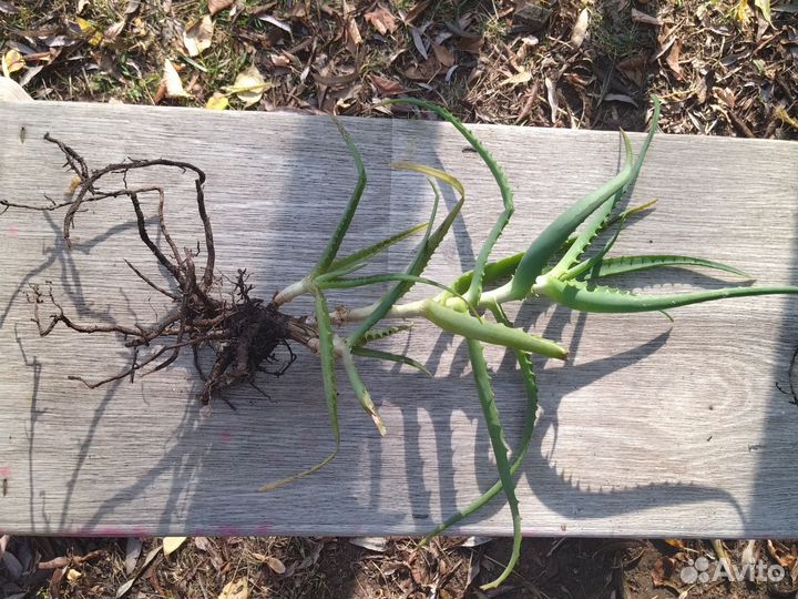 Алоэ столетник