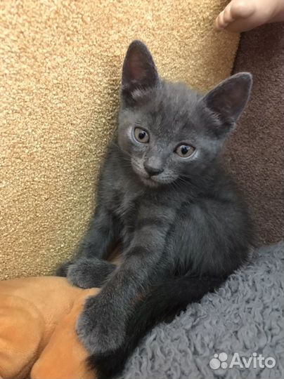 Котята бесплатно