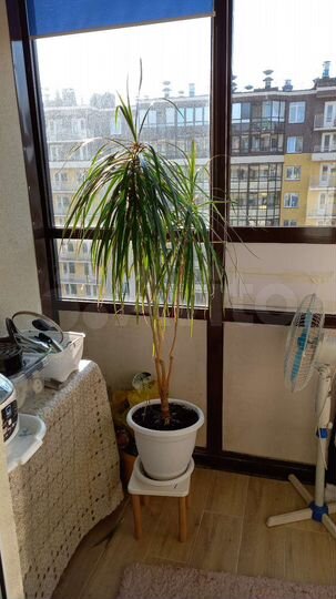 Квартира-студия, 24,8 м², 10/12 эт.