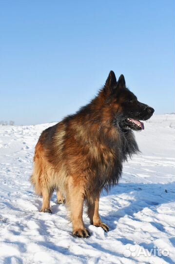 Немецкая овчарка вязка