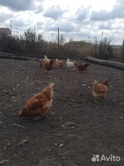 Продам домашних кур