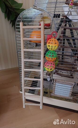 Лестница для птиц