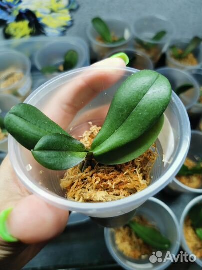 Орхидея фаленопсис