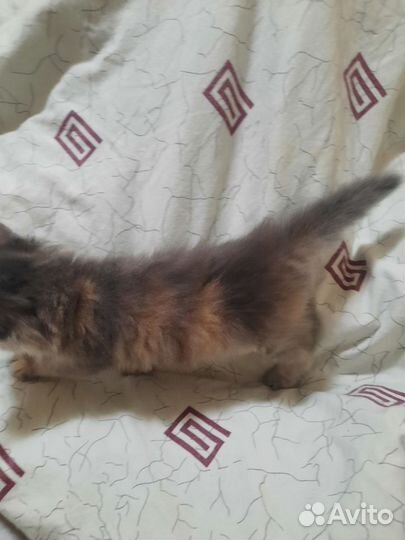 Котенок в дар бесплатно