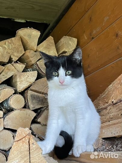 Котенок в добрые руки