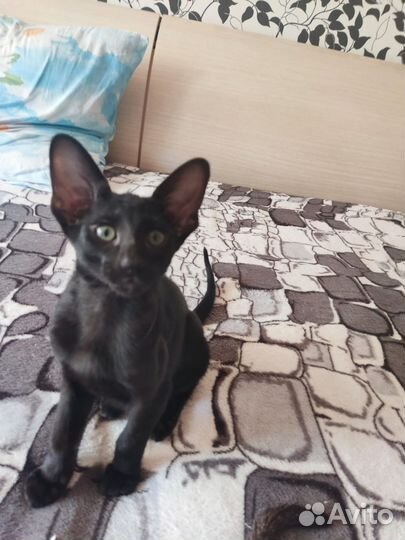 Ориентальные котята