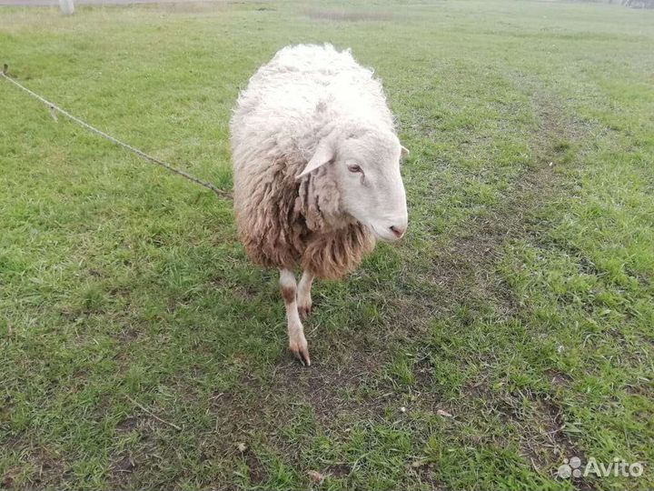 Овцы бараны