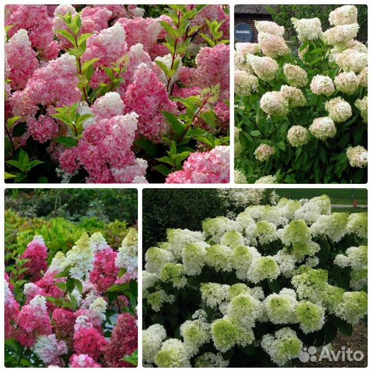 Многолетние растения