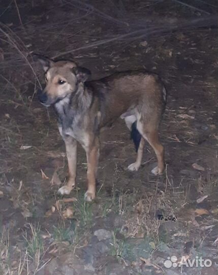 Нашлась собака