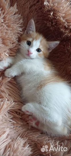 Котенок рыжий