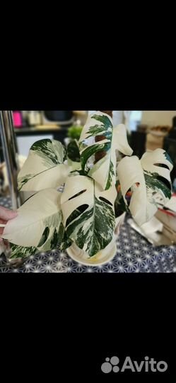 Монстера вариегатная