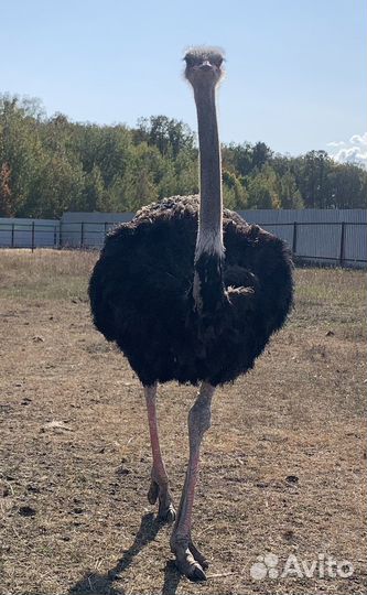 Страус самец