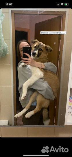 Передержка домашних животных