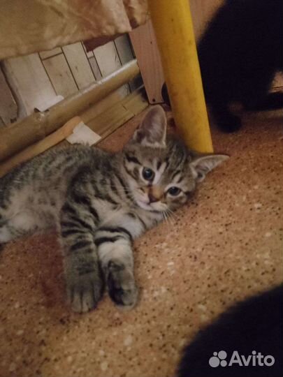 Кошка в дар бесплатно