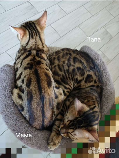 Бенгальские котята