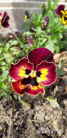 Виола (анютины глазки)