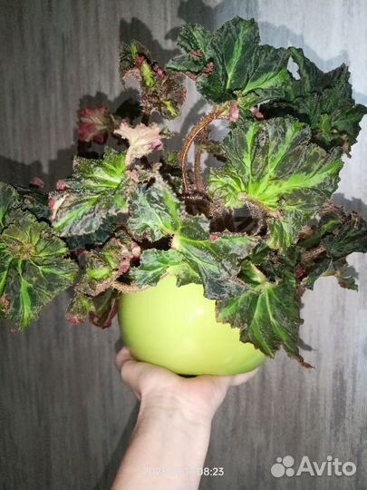 Взрослая бегония Deana