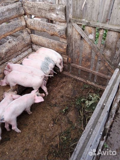 Поросенок ландрас + белая русская