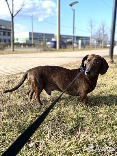 Такса мальчик в добрые руки