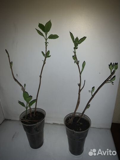 Саженцы гортензии белой, сирень сиреневая