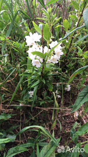 Чубушник и дейция разные сорта