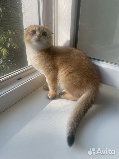 Котята золотая шиншилла