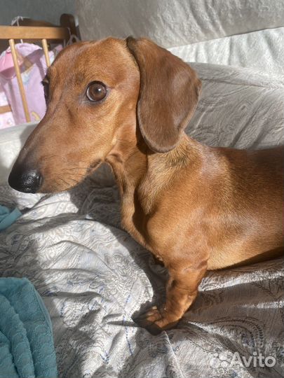 Вязка кабель карликовая такса