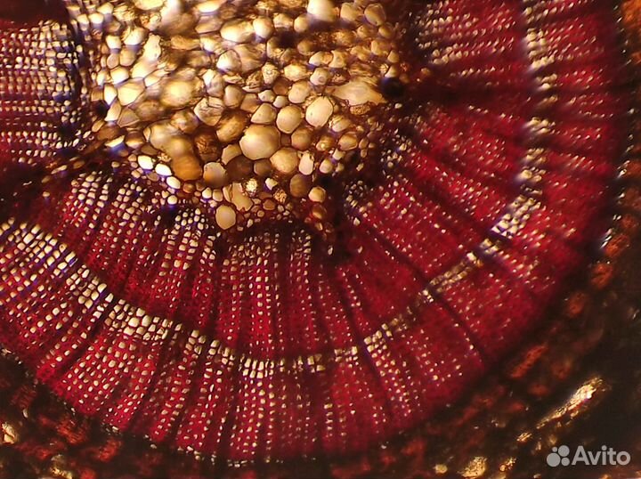 Репетитор по химии и биологии