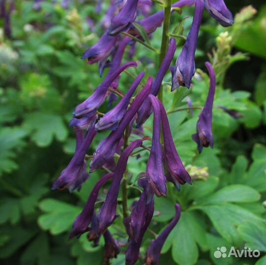 Хохлатка. SP.китай