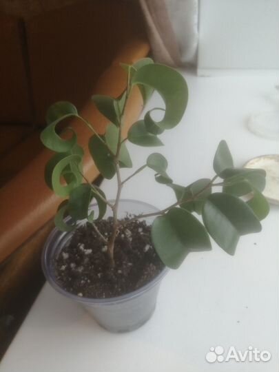 Фикус Букле