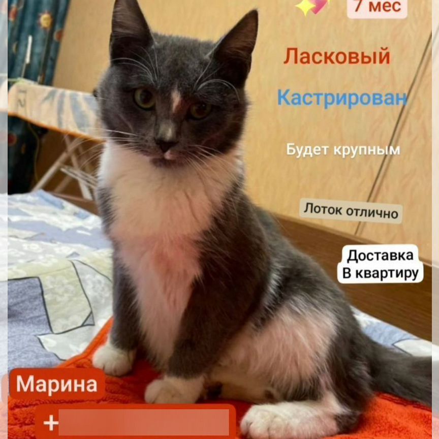 Молодой котик