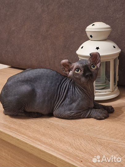 Эльф черный