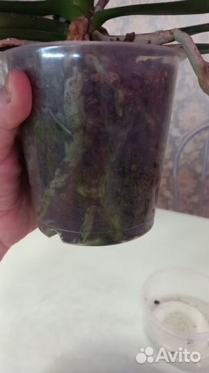 Орхидея фаленопсис