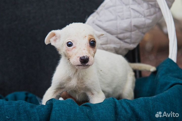 В добрые руки