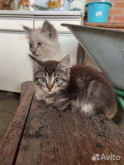 Котенок бесплатно