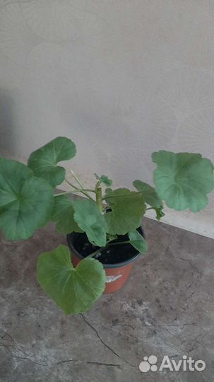 Пеларгония махровая