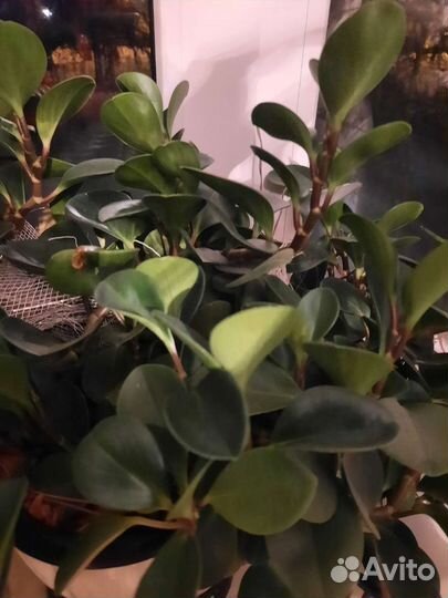 Отростки домашних растений