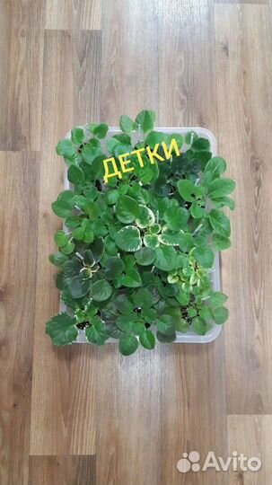 Фиалки
