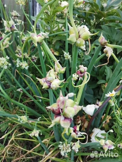 Лук многолетний