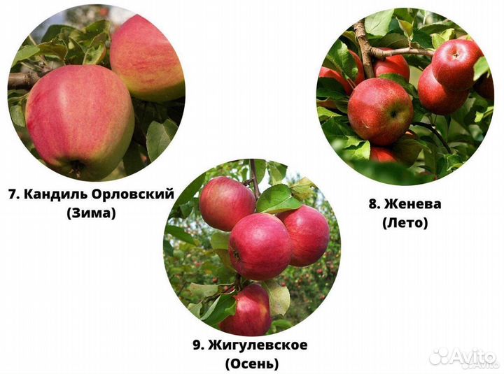 Саженцы яблони. Местное производство