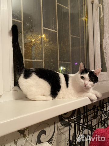 Кошки в добрые руки