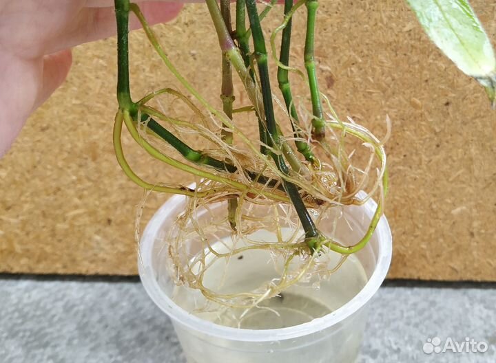 Руэллия, комнатное растение, черенки с корнями