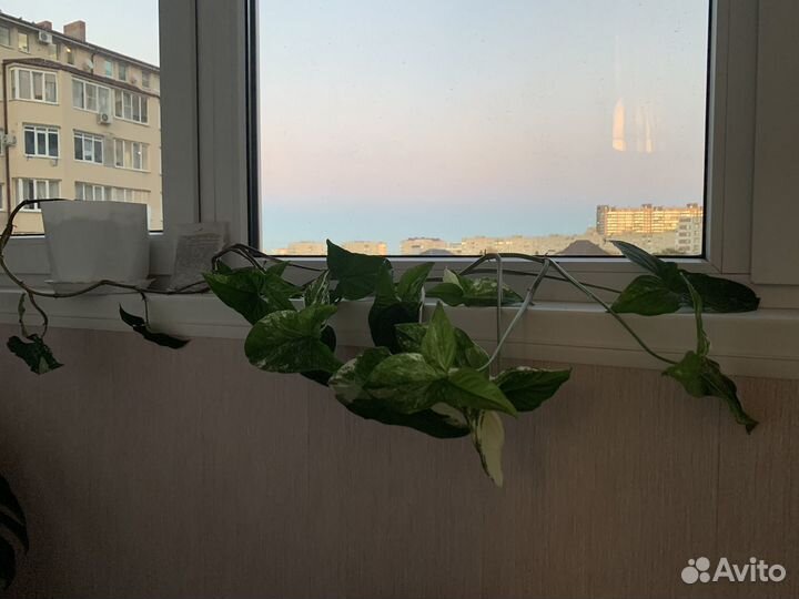 Сингониум вариегатный