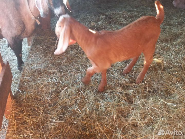 Нубийский козлик