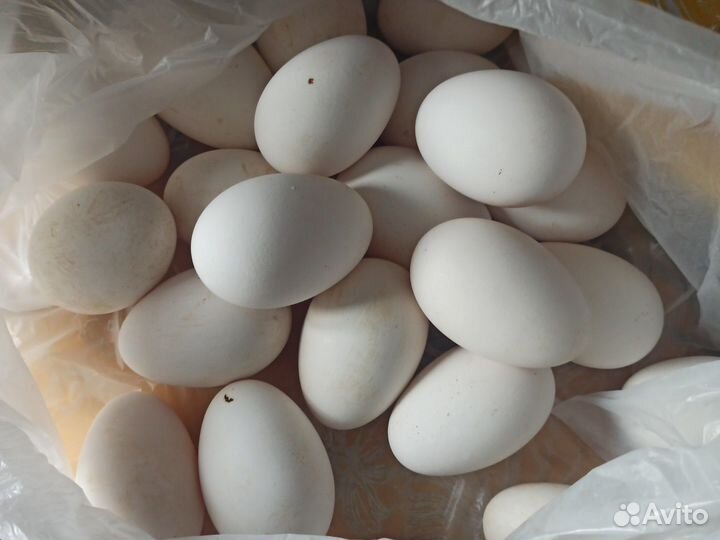 Яйцо гусиное