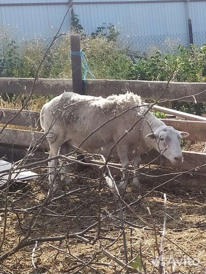 Кросс дорпера