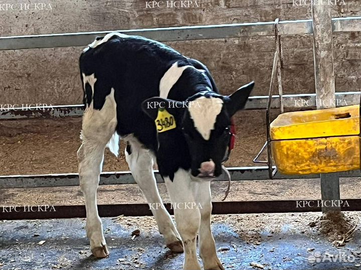 Телята бычки до 4мес