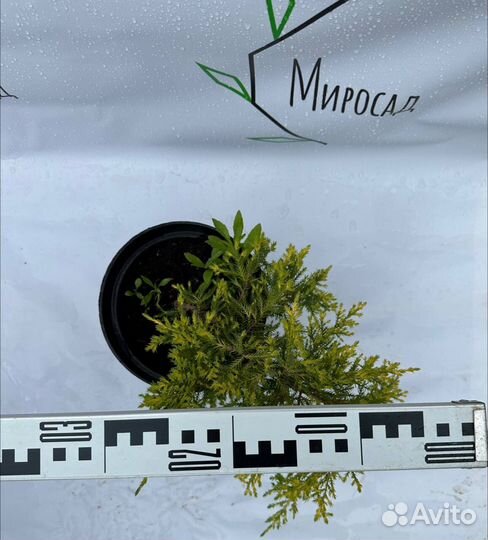 Можжевельник Голд Стар